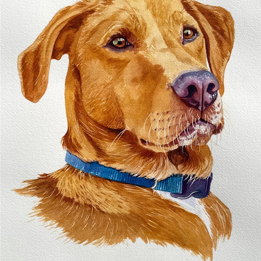 Pet Portrait - Picture 4 of 6